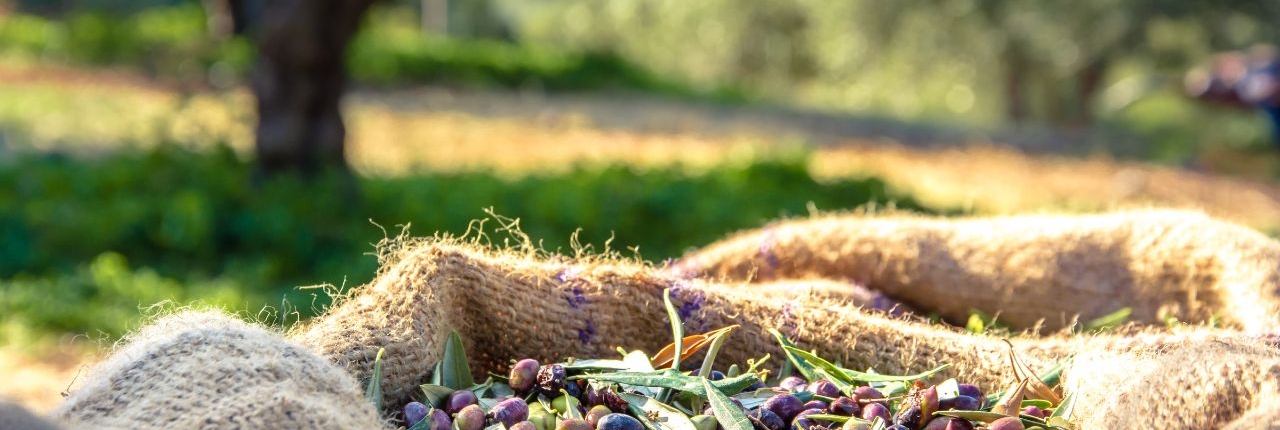 Discover the typical flavors of EVO oil in Montecatini Terme Discover the typical flavors of EVO oil in Montecatini Terme