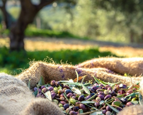 Discover the typical flavors of EVO oil in Montecatini Terme