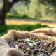 Discover the typical flavors of EVO oil in Montecatini Terme