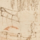 Leonardo da Vinci Sketches: Discover Them in Vinci